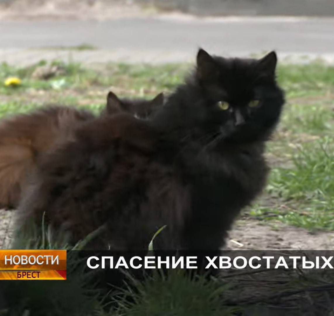 Спасение хвостатых
